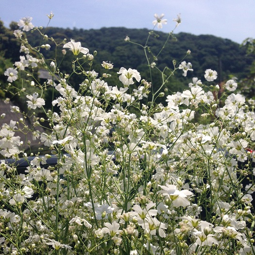 抱えきれないほどのかすみ草